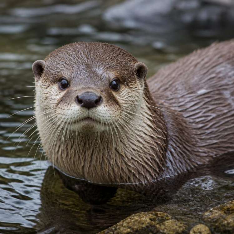 Otter Life